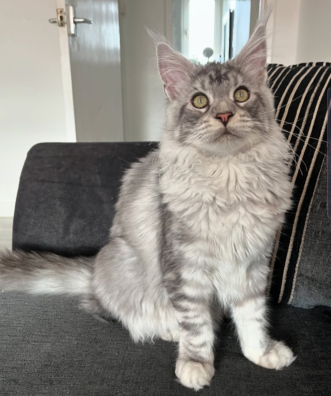 Adora