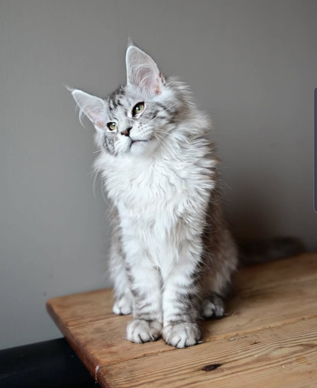 Bella
