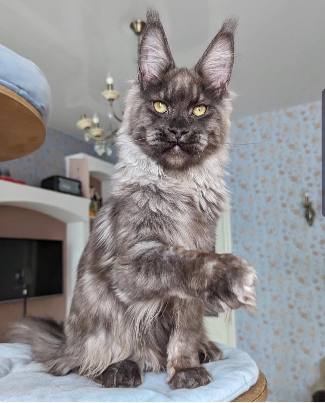 Jasper