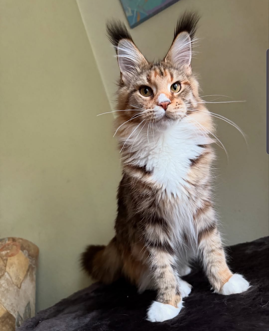 Milo