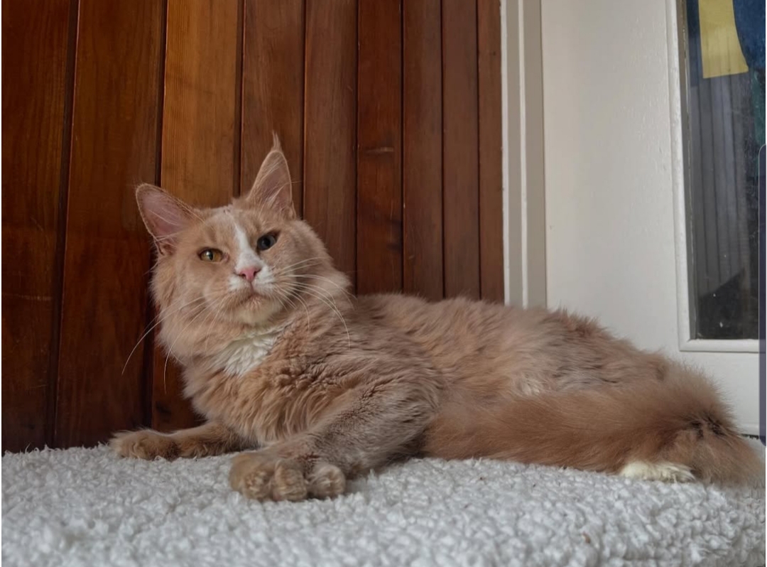 Nala